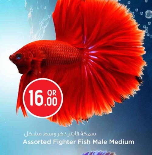 available at Safari Hypermarket in Qatar - Doha