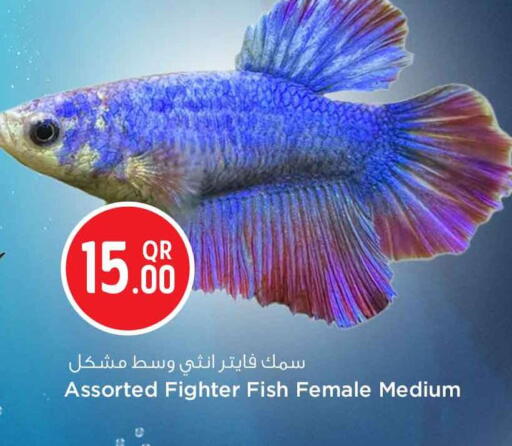 available at Safari Hypermarket in Qatar - Al Wakra