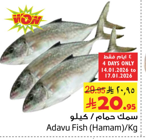 available at Layan Hyper in KSA, Saudi Arabia, Saudi - Dammam