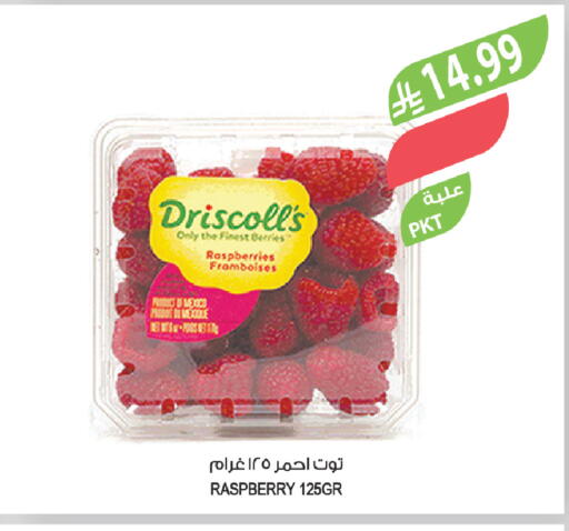 Raspberry available at المزرعة in مملكة العربية السعودية, السعودية, سعودية - تبوك