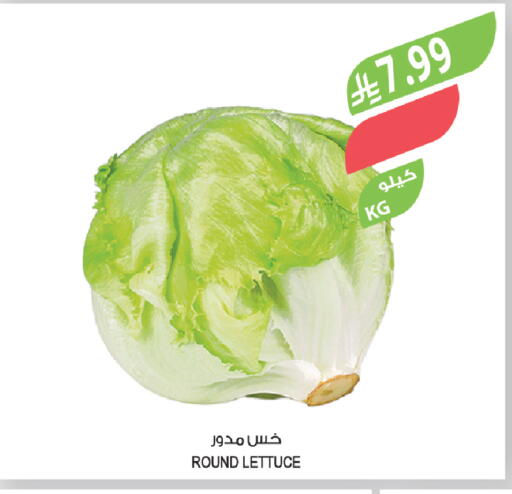Lettuce available at Farm  in KSA, Saudi Arabia, Saudi - Tabuk