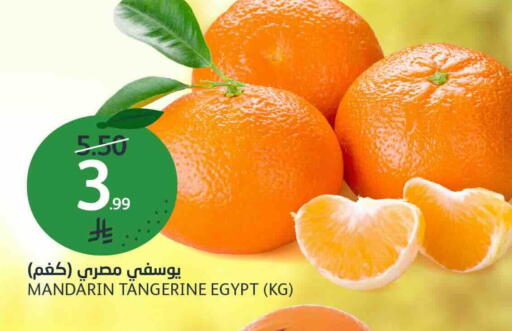Mandarin from Egypt available at AlJazera Shopping Center in KSA, Saudi Arabia, Saudi - Riyadh