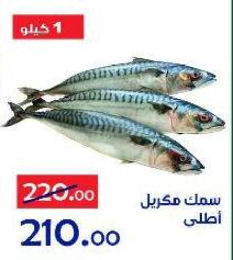 available at الدنيا بخير in Egypt - القاهرة