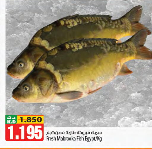 Mango available at مانجو هايبرماركت in الكويت - محافظة الجهراء