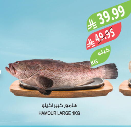 available at Farm  in KSA, Saudi Arabia, Saudi - Tabuk