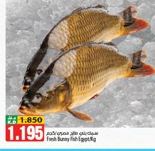 Mango available at مانجو هايبرماركت in الكويت - محافظة الجهراء