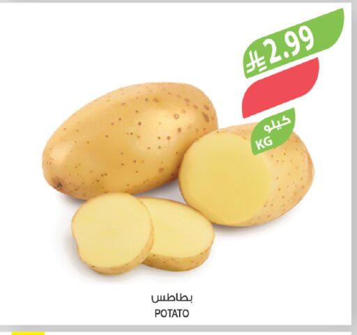 Potato available at Farm  in KSA, Saudi Arabia, Saudi - Khafji