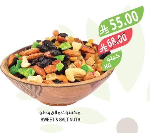 available at المزرعة in مملكة العربية السعودية, السعودية, سعودية - تبوك