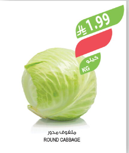 Cabbage available at Farm  in KSA, Saudi Arabia, Saudi - Tabuk