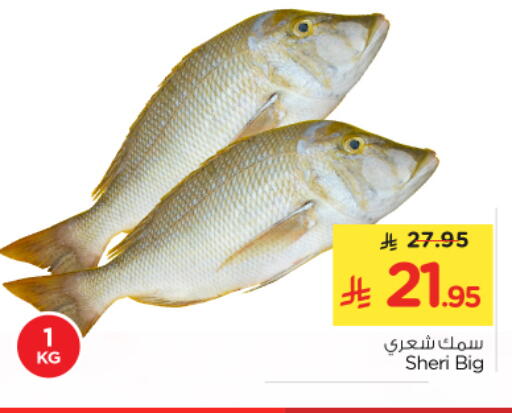 available at نستو in مملكة العربية السعودية, السعودية, سعودية - الرياض