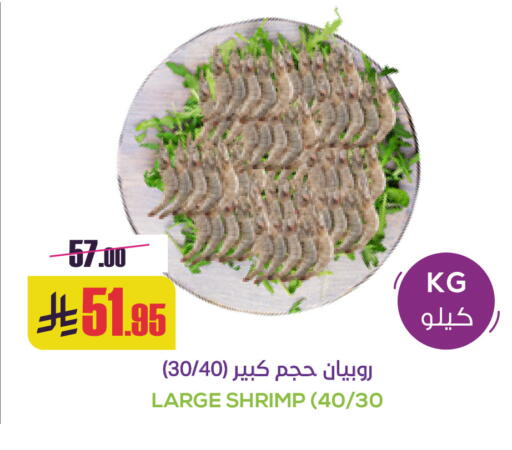 available at Sapt in KSA, Saudi Arabia, Saudi - Buraidah