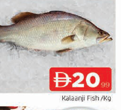 available at المدينة in الإمارات العربية المتحدة , الامارات - الشارقة / عجمان