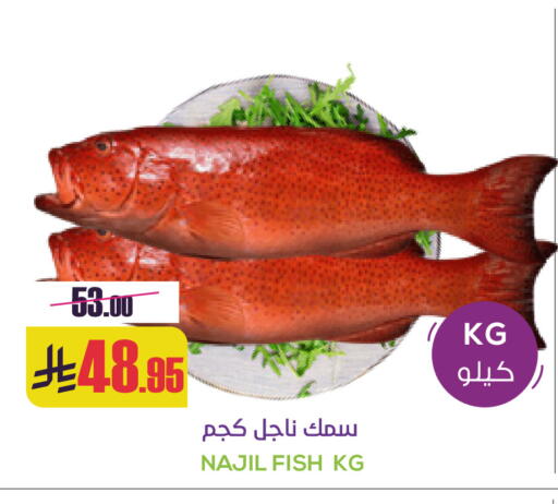 available at Sapt in KSA, Saudi Arabia, Saudi - Buraidah