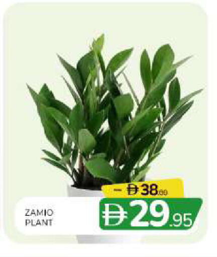 available at المدينة in الإمارات العربية المتحدة , الامارات - الشارقة / عجمان