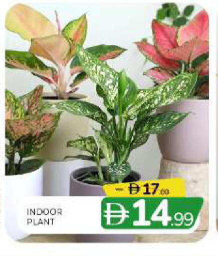 available at المدينة in الإمارات العربية المتحدة , الامارات - الشارقة / عجمان