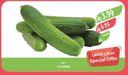 Cucumber available at Farm  in KSA, Saudi Arabia, Saudi - Saihat