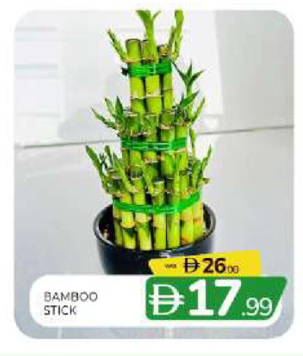 available at المدينة in الإمارات العربية المتحدة , الامارات - الشارقة / عجمان