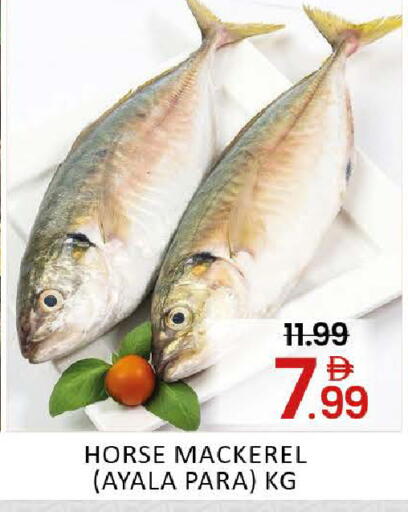 Mango available at مانجو هايبرماركت in الإمارات العربية المتحدة , الامارات - دبي