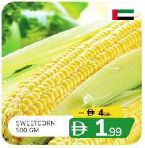 available at المدينة in الإمارات العربية المتحدة , الامارات - الشارقة / عجمان