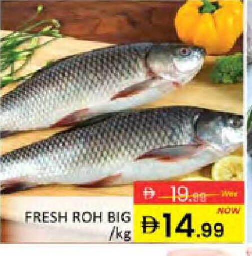 available at المدينة in الإمارات العربية المتحدة , الامارات - دبي