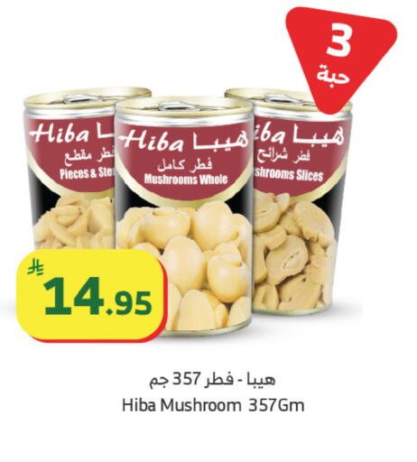 Mushroom available at الراية in مملكة العربية السعودية, السعودية, سعودية - المدينة المنورة