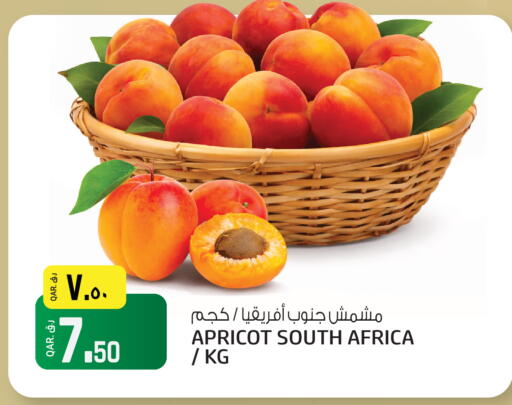 Apricot from South Africa available at Kenz Mini Mart in Qatar - Al Shamal
