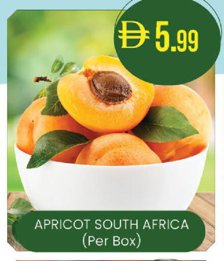 Apricot from South Africa available at ك. الم. للتجارة in الإمارات العربية المتحدة , الامارات - أبو ظبي