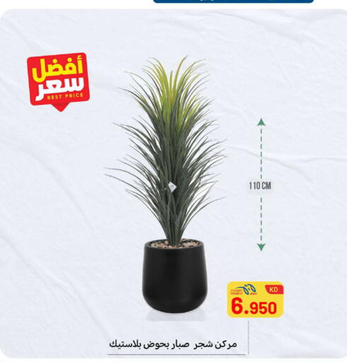 available at Meem Central Market Co in Kuwait - Ahmadi Governorate