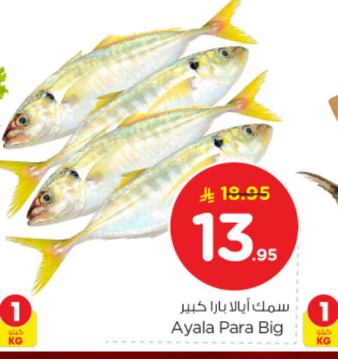 available at نستو in مملكة العربية السعودية, السعودية, سعودية - الرياض