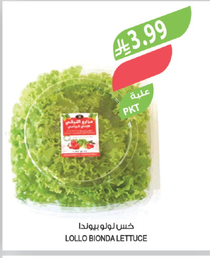 Lettuce available at Farm  in KSA, Saudi Arabia, Saudi - Dammam