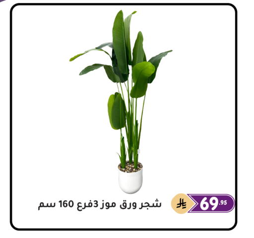 available at تخفيضات العائلة in مملكة العربية السعودية, السعودية, سعودية - المنطقة الشرقية