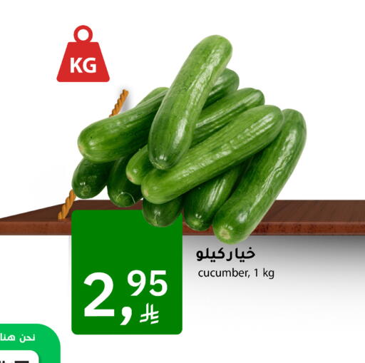 Cucumber available at Meem Market  in KSA, Saudi Arabia, Saudi - Al Hasa