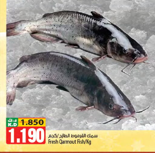 Mango available at Mango Hypermarket  in Kuwait - Ahmadi Governorate