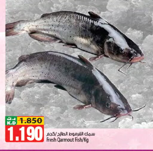 Mango available at مانجو هايبرماركت in الكويت - محافظة الجهراء