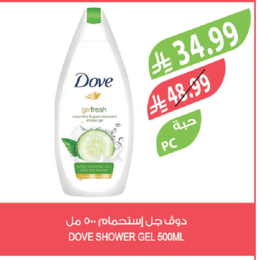 Cucumber available at المزرعة in مملكة العربية السعودية, السعودية, سعودية - سيهات