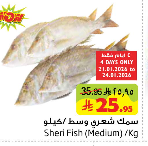 available at Layan Hyper in KSA, Saudi Arabia, Saudi - Al Khobar