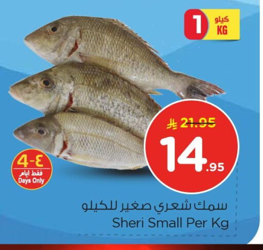 available at نستو in مملكة العربية السعودية, السعودية, سعودية - الخبر‎