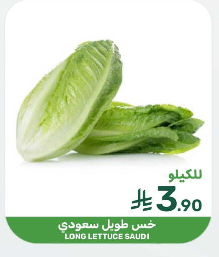Lettuce from Saudi Arabia available at  مـزايــا in مملكة العربية السعودية, السعودية, سعودية - سيهات