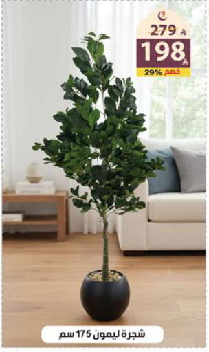 available at الهدايا سنتر in مملكة العربية السعودية, السعودية, سعودية - جدة