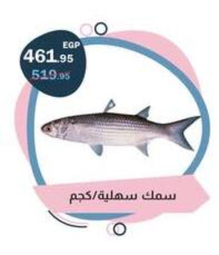 available at فلامنجو هايبرماركت in Egypt - القاهرة