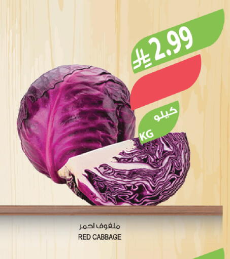 Cabbage available at المزرعة in مملكة العربية السعودية, السعودية, سعودية - الخبر‎