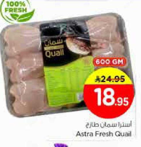 available at نستو in مملكة العربية السعودية, السعودية, سعودية - الخرج