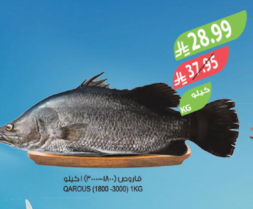 available at المزرعة in مملكة العربية السعودية, السعودية, سعودية - وادي الدواسر