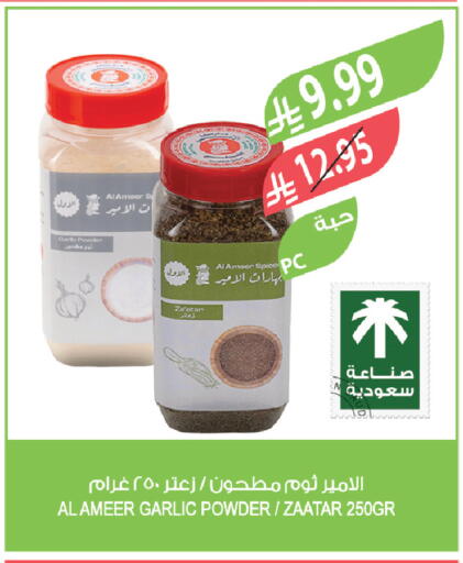 Garlic available at Farm  in KSA, Saudi Arabia, Saudi - Wadi ad Dawasir