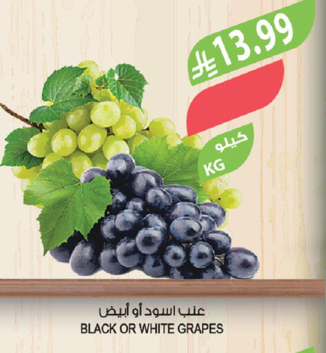 Grapes available at Farm  in KSA, Saudi Arabia, Saudi - Wadi ad Dawasir
