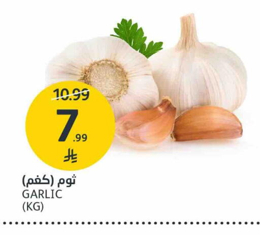 Garlic available at مركز الجزيرة للتسوق in مملكة العربية السعودية, السعودية, سعودية - الرياض