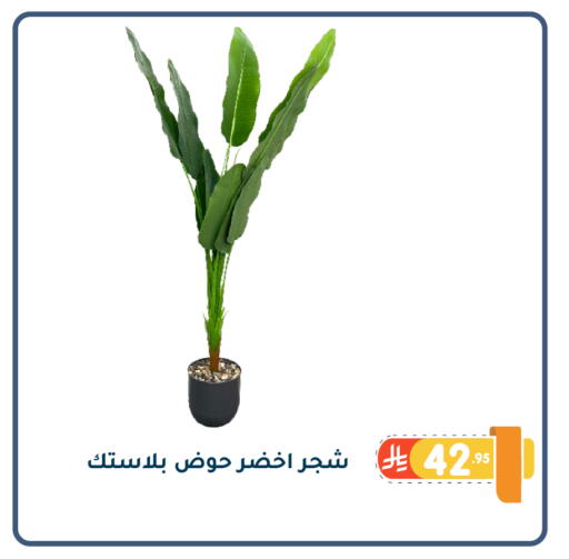 available at Family Discount in KSA, Saudi Arabia, Saudi - Dammam