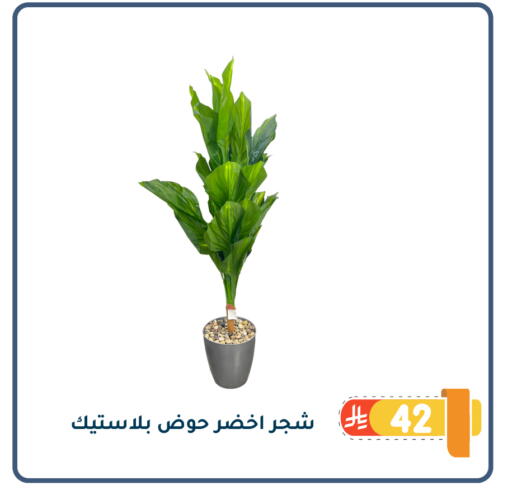 available at Family Discount in KSA, Saudi Arabia, Saudi - Dammam