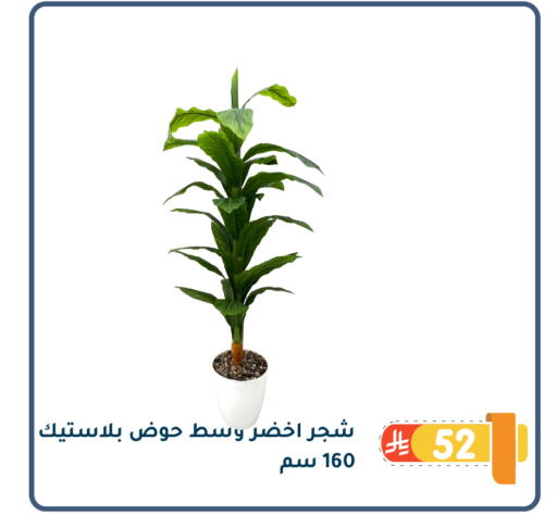 available at Family Discount in KSA, Saudi Arabia, Saudi - Dammam