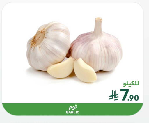 Garlic available at  مـزايــا in مملكة العربية السعودية, السعودية, سعودية - المنطقة الشرقية